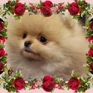 Meet your Posher, Lynette